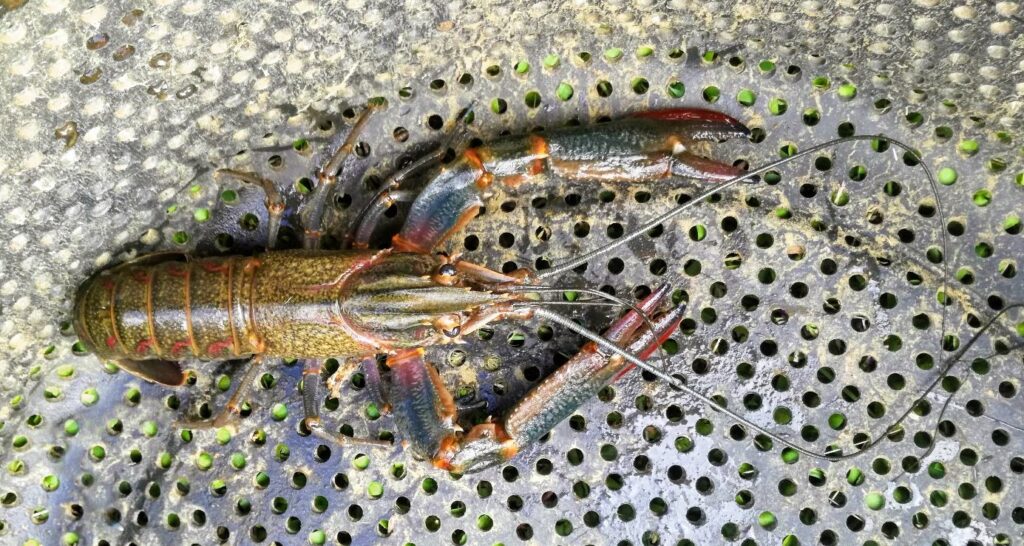 Redclaw (Cherax quadricarinatus): Lobster Air Tawar invasif yang menyebabkan risiko bagi biota asli di Pulau Sulawesi