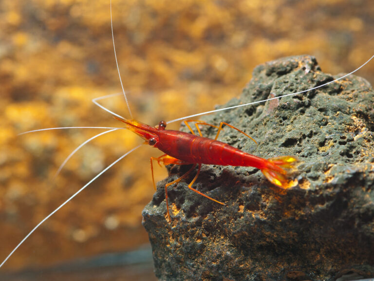 What do we know about Indonesian crustaceans?