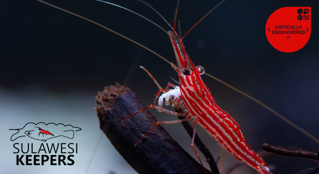 14 kriticky ohrožených druhů sulaweských krevet