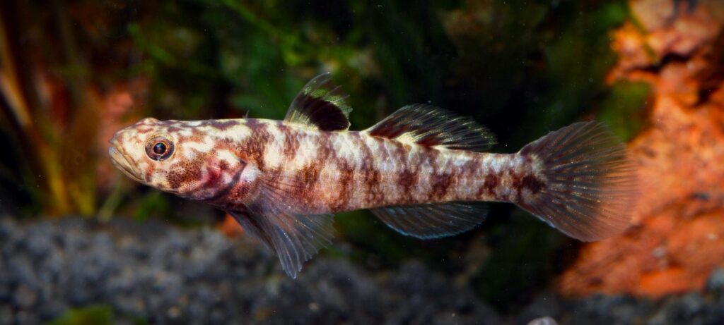 Endemic freshwater fish of Sulawesi