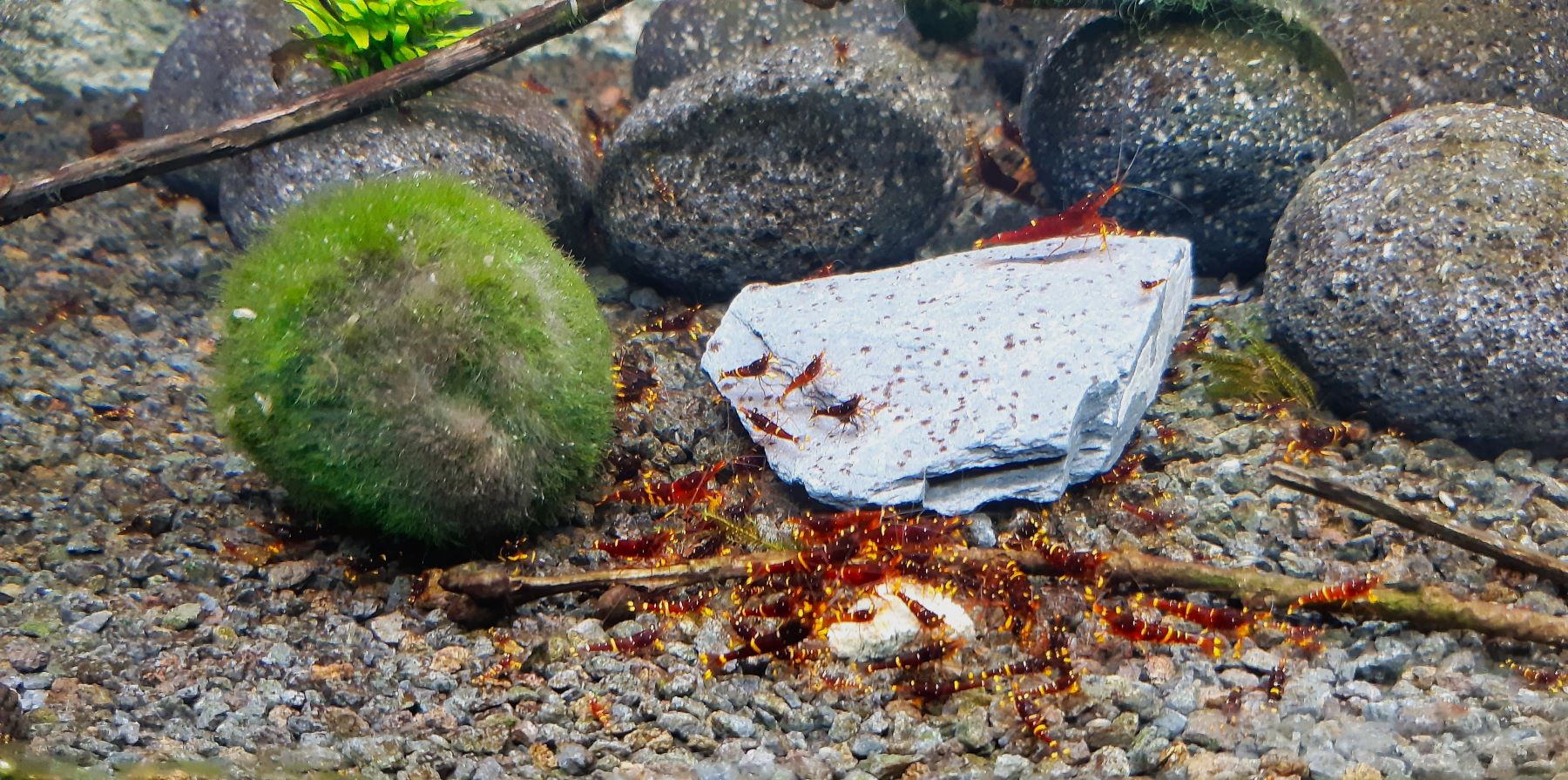 Peter Baert - Sulawesi shrimps