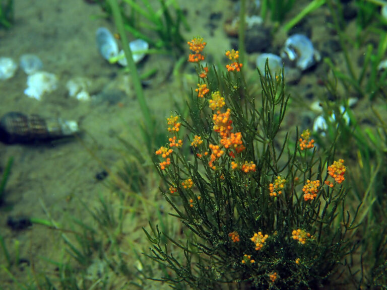 Aquatic plants of Sulawesi (part 2): Chara sp.