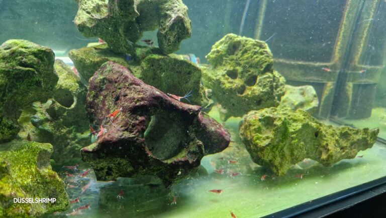 Naše soboty patří sulaweským krevetám, říká Alex Winterhalder