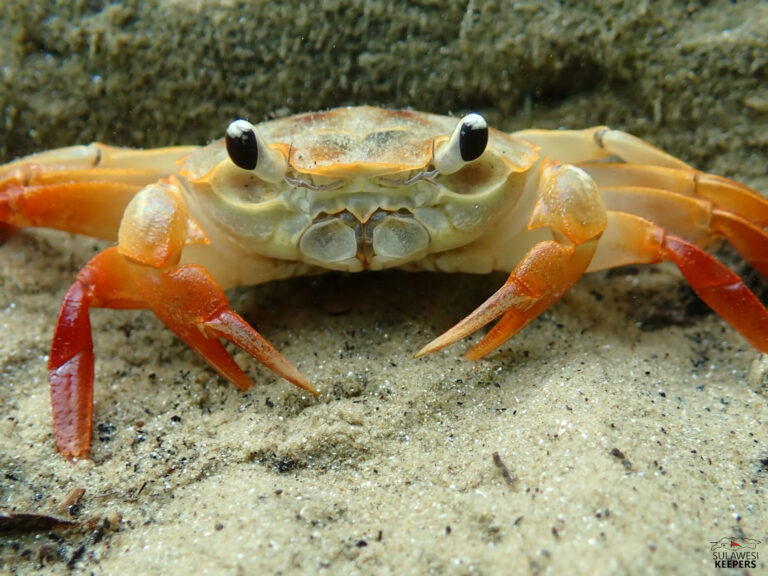 Het beste van Sulawesi 2023: krabben