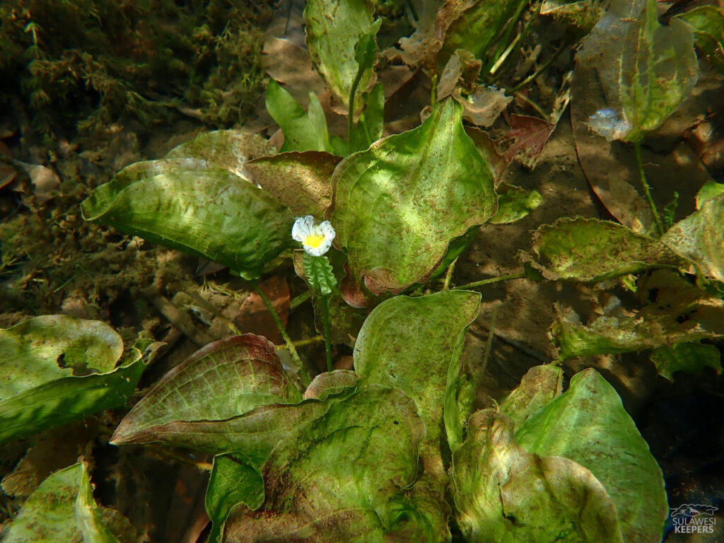 Aquatic plants of Sulawesi (part 4): Ottelia alismoides