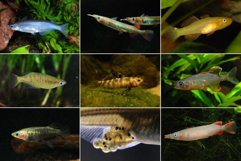 Sulawesi-Fische – Auflistung aller endemischen Arten