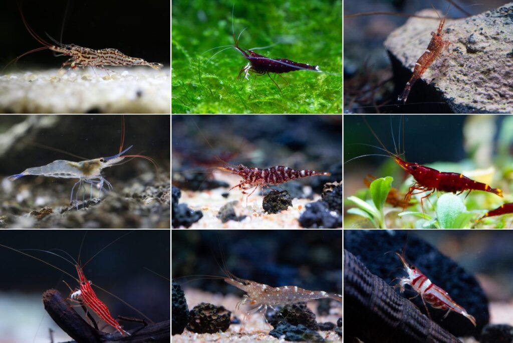 Udang Sulawesi – daftar semua spesies endemik