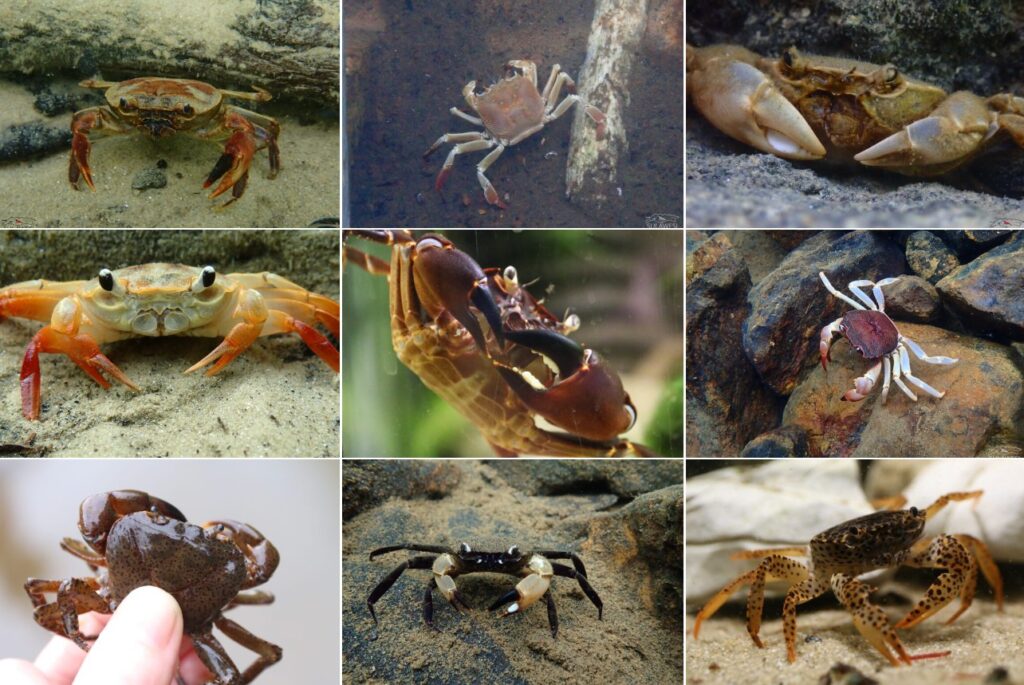 Kepiting Sulawesi – daftar semua spesies endemik