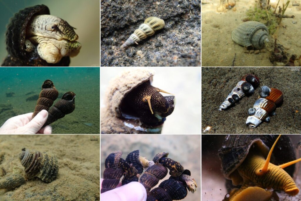 Siput Sulawesi – daftar semua spesies endemik