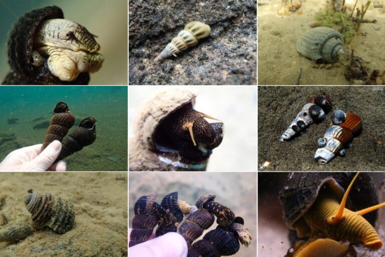 Sulawesi-Schnecken – Auflistung aller endemischen Arten