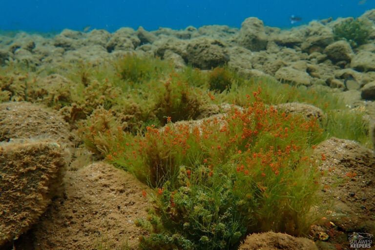 To nejlepší z jezera Matano 2025