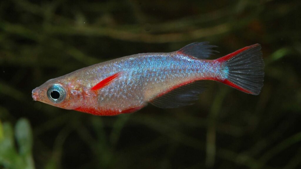 Memelihara dan mengembangbiakkan Oryzias woworae