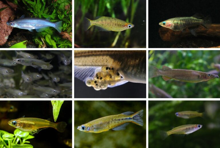 Starte jetzt mit der Haltung von Sulawesi-Fischen