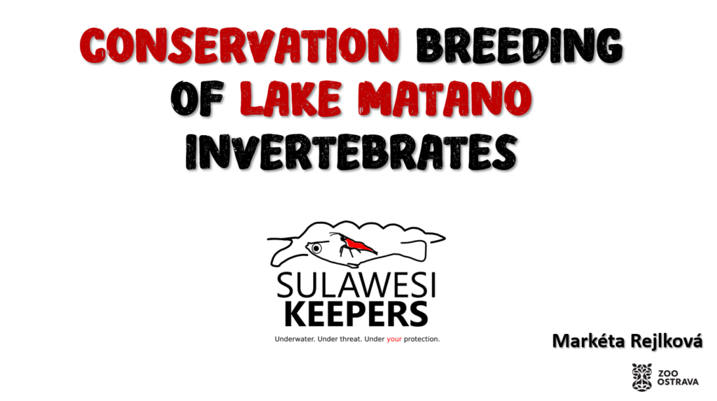 Budidaya udang langsung di Danau Matano – lahirnya sebuah ide