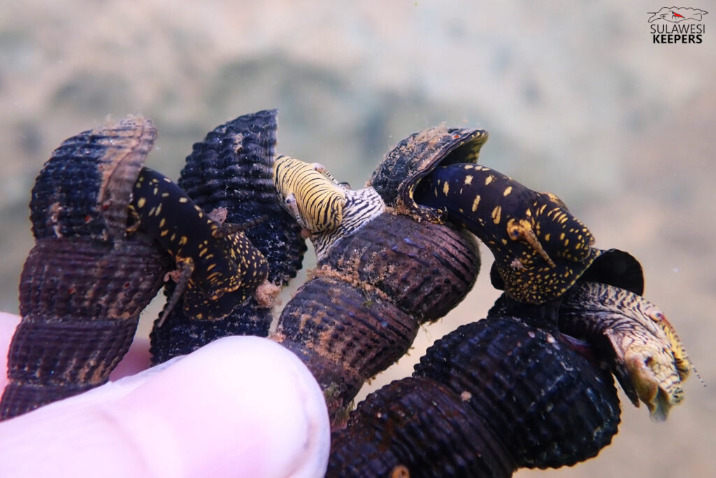 Apakah Anda mengenal siput Sulawesi?