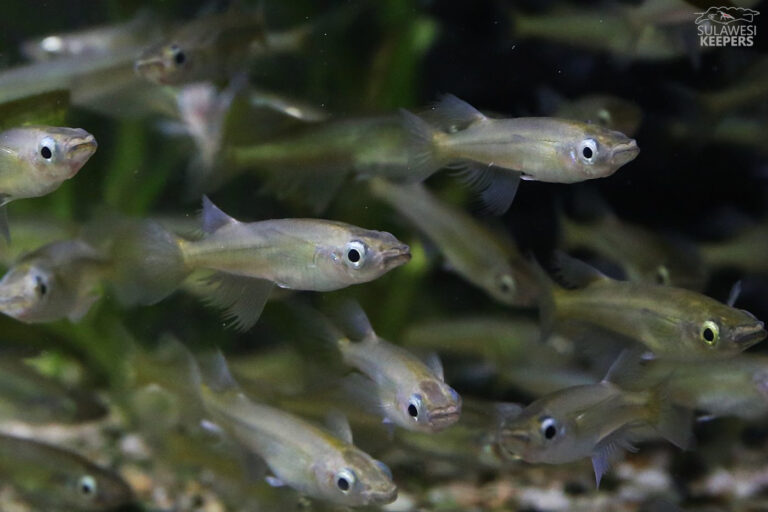 Haltung und Zucht von Oryzias sarasinorum