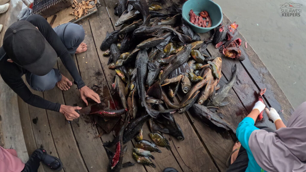 Pemanfaatan ikan invasif dari Danau Matano