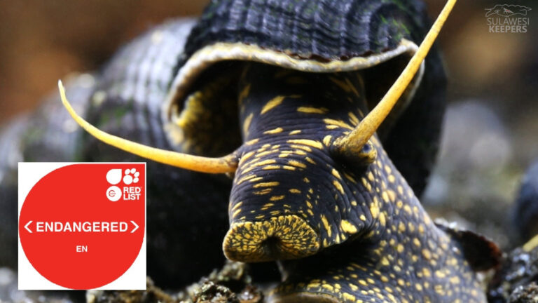 Red List update for Sulawesi snails