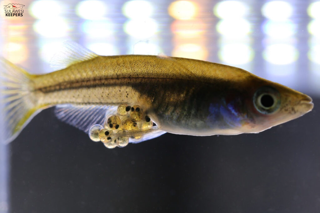Keeping and breeding Oryzias eversi